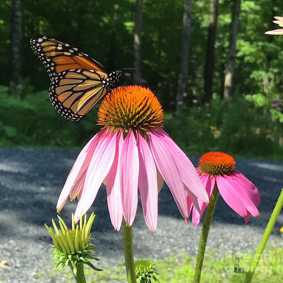 Monarch and Echinacea 1 Photograph by Amy E Fraser