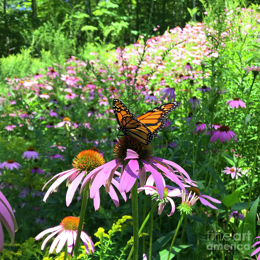 Monarch and Echinacea 2 Photograph by Amy E Fraser
