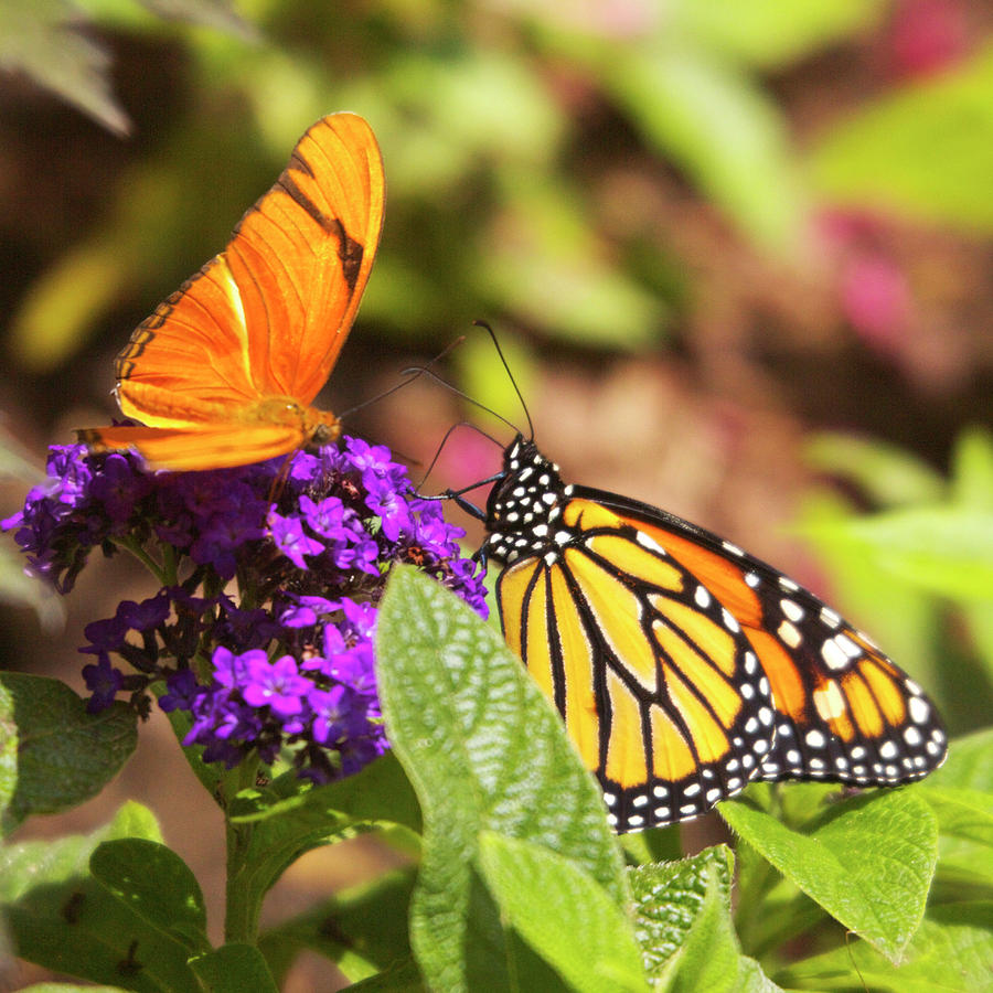 Monarch and Julia Butterflies Photograph by Hermes Fine Art