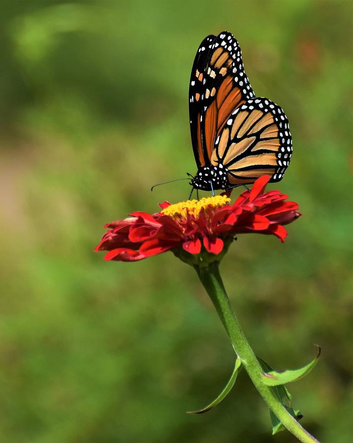 Monarch And Red Zinnia Photograph by Chip Gilbert - Fine Art America