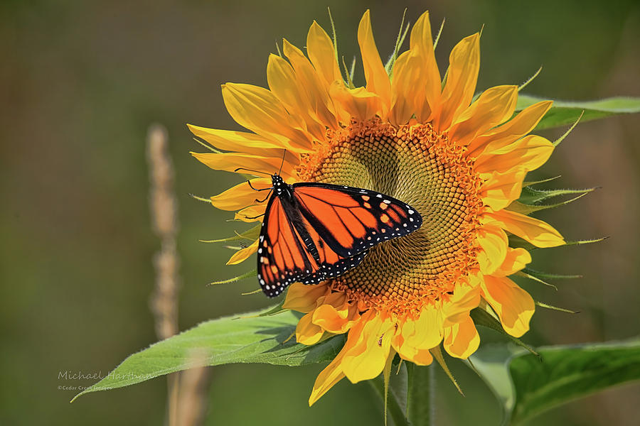 Monarch And Sunflower Photograph By Cedar Creek Images Mike And Barb 