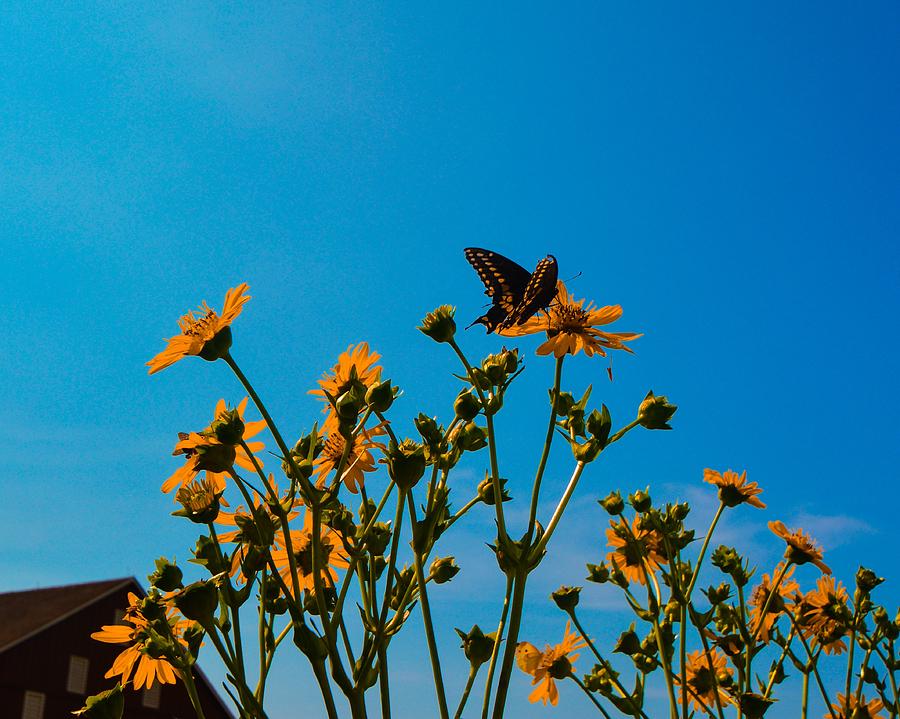 Monarch and Sunflowers Photograph by Pamela Cope - Fine Art America