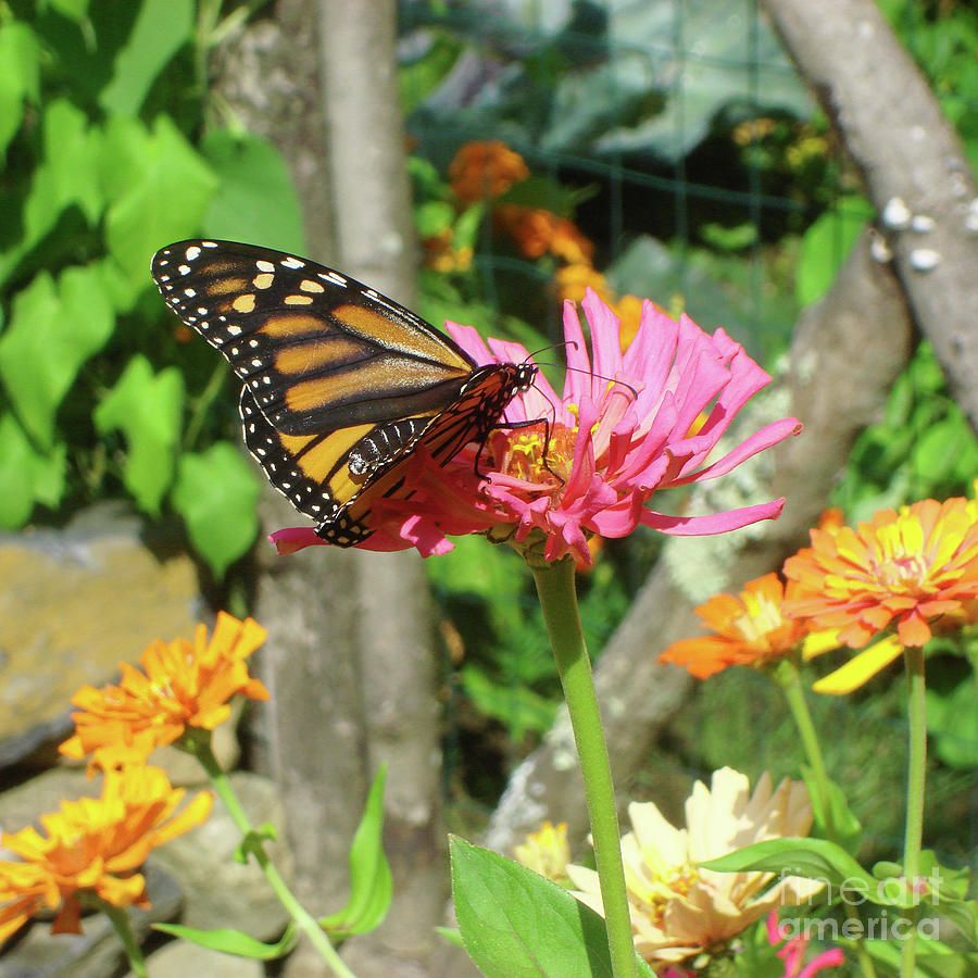 Monarch and Zinnia 2 Photograph by Amy E Fraser