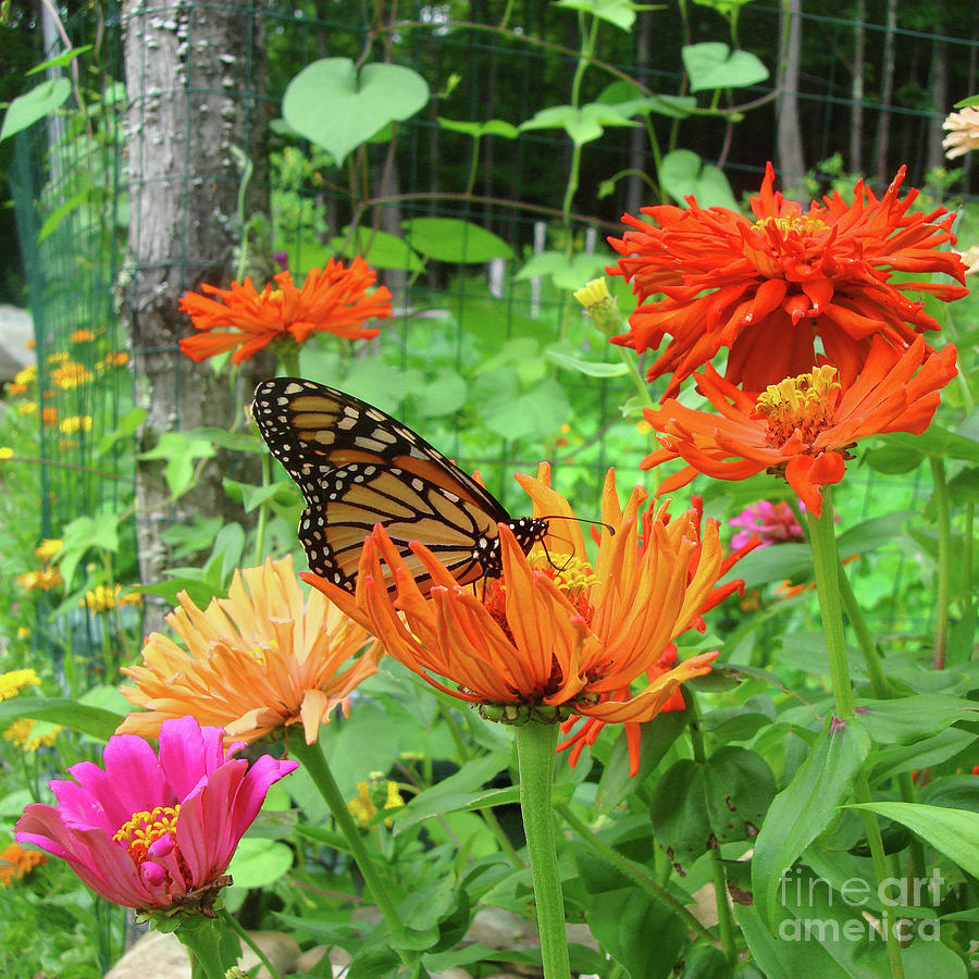 Monarch and Zinnia 3 Photograph by Amy E Fraser