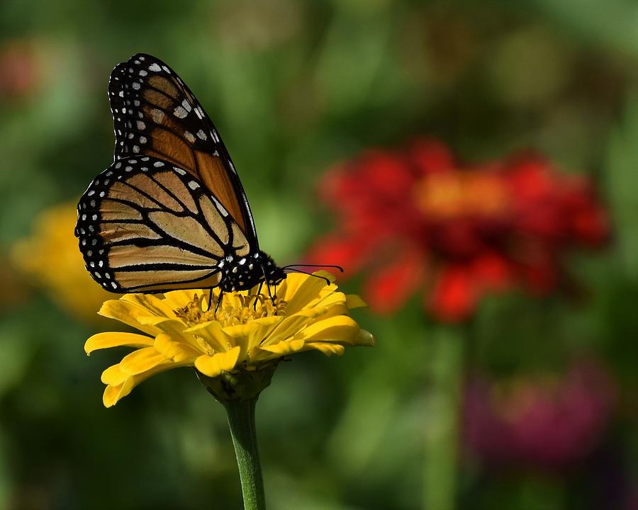 Monarch and Zinnias Photograph by Chip Gilbert
