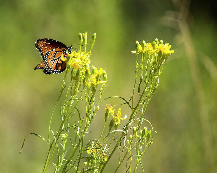 Monarch at Calf Creek Photograph by Jonathan Thompson