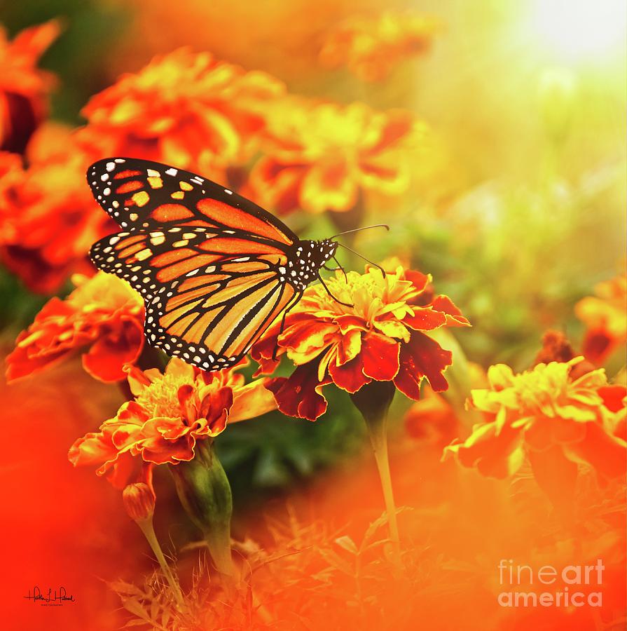 Monarch at Sunrise Photograph by Heather Hubbard