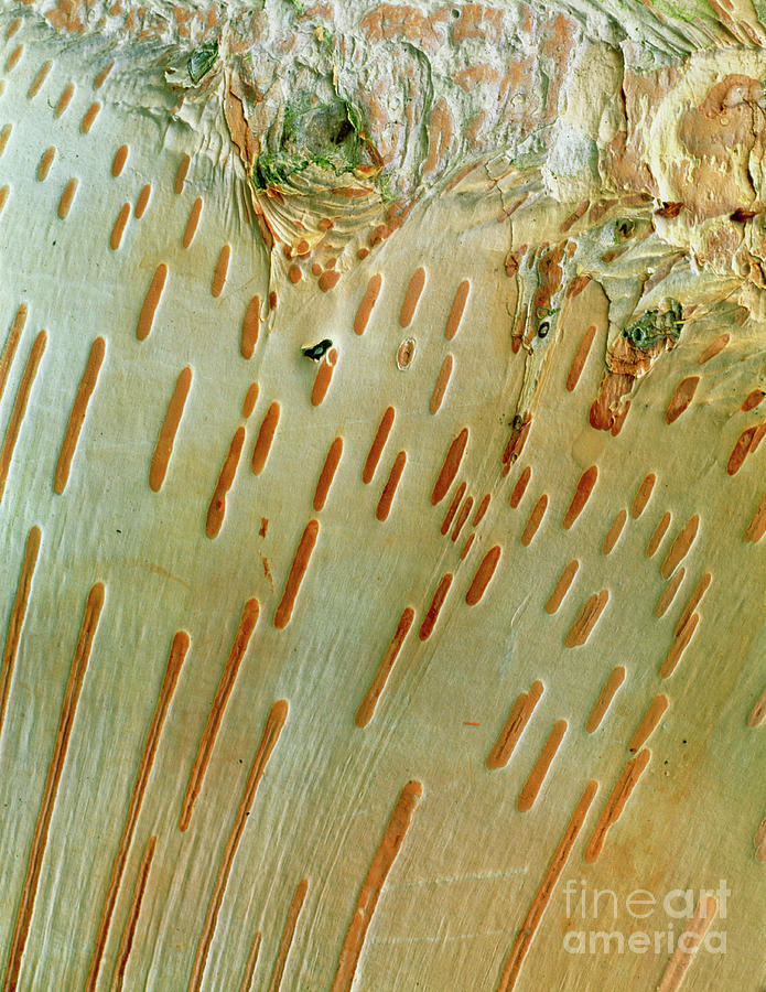 Monarch Birch Trunk Photograph by Vaughan Fleming/science Photo Library