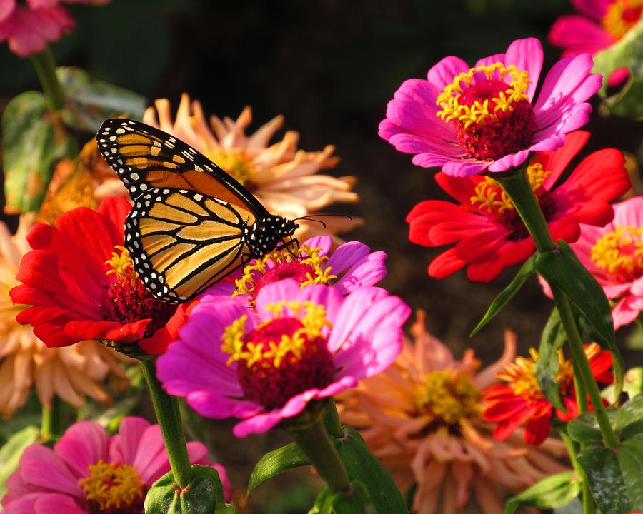 Monarch Bouquet  Photograph by Chip Gilbert