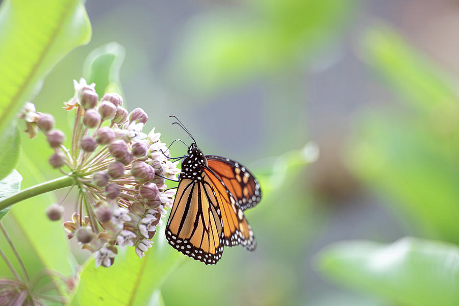 Monarch  Photograph by Brian Hale
