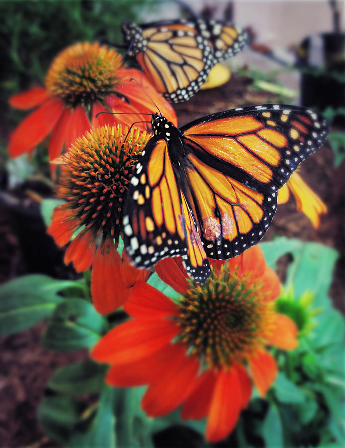 Monarch Butterflies  Photograph by Ally White
