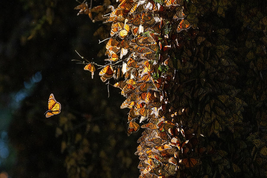 Wildlife Photograph - Monarch Butterflies Covering Fir Trees On Wintering Grounds by Tui De Roy / Naturepl.com
