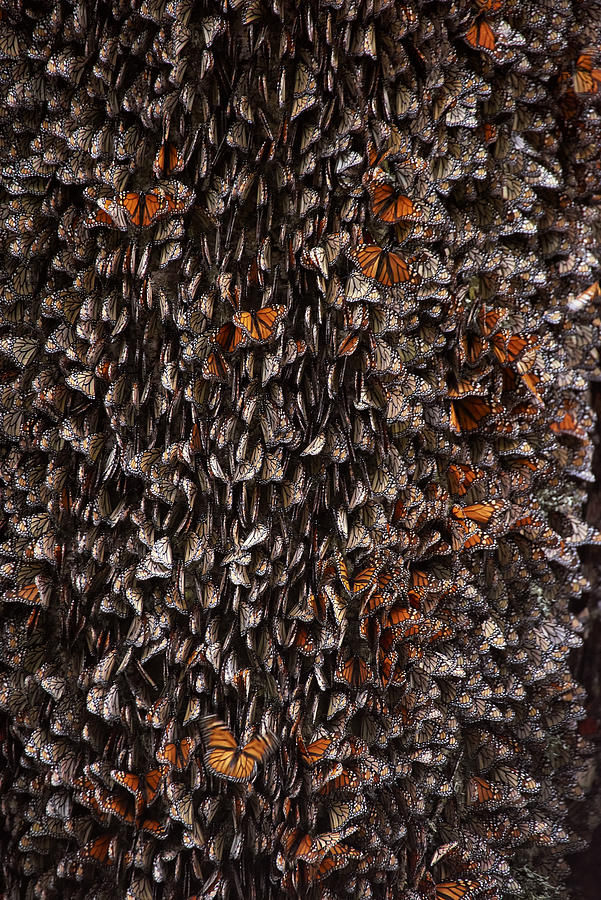 Butterfly Photograph - Monarch Butterflies During Hibernation by Ignacio Arcas