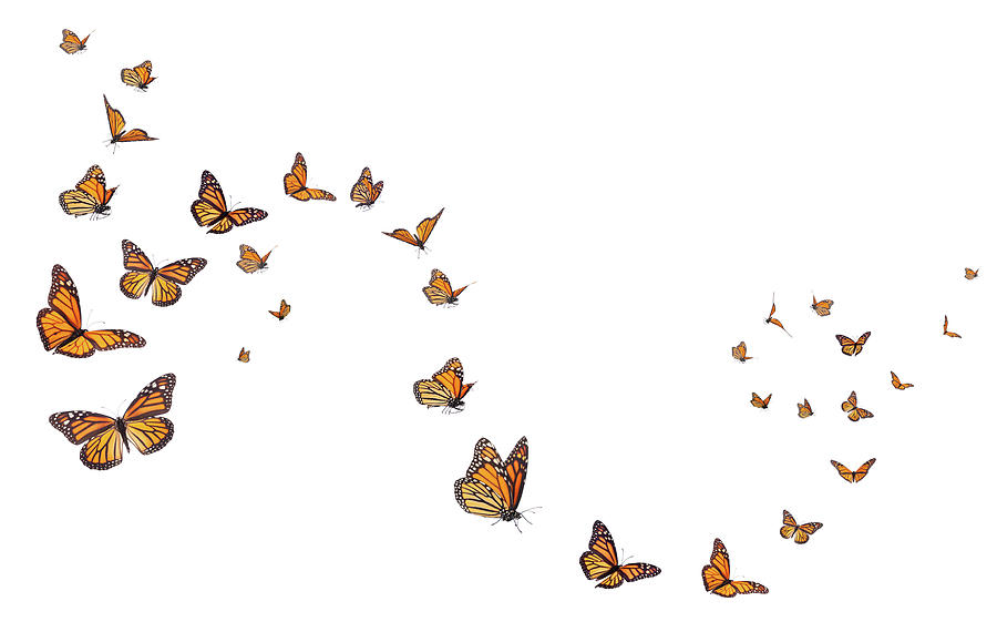 Monarch Butterflies In Motion Photograph by Liliboas