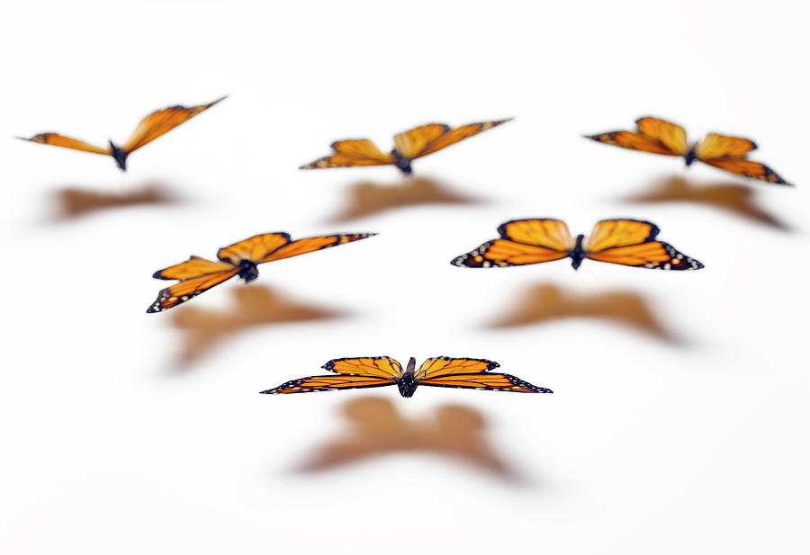 Monarch Butterflies Photograph by Jeffrey Coolidge