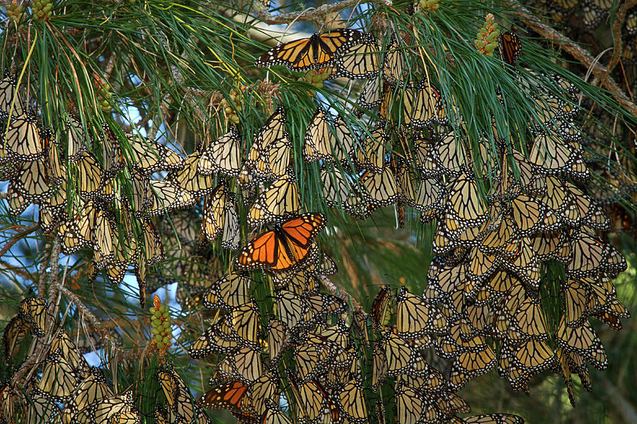 Monarch Butterflies On Native Pine Tree Photograph by Alice Cahill
