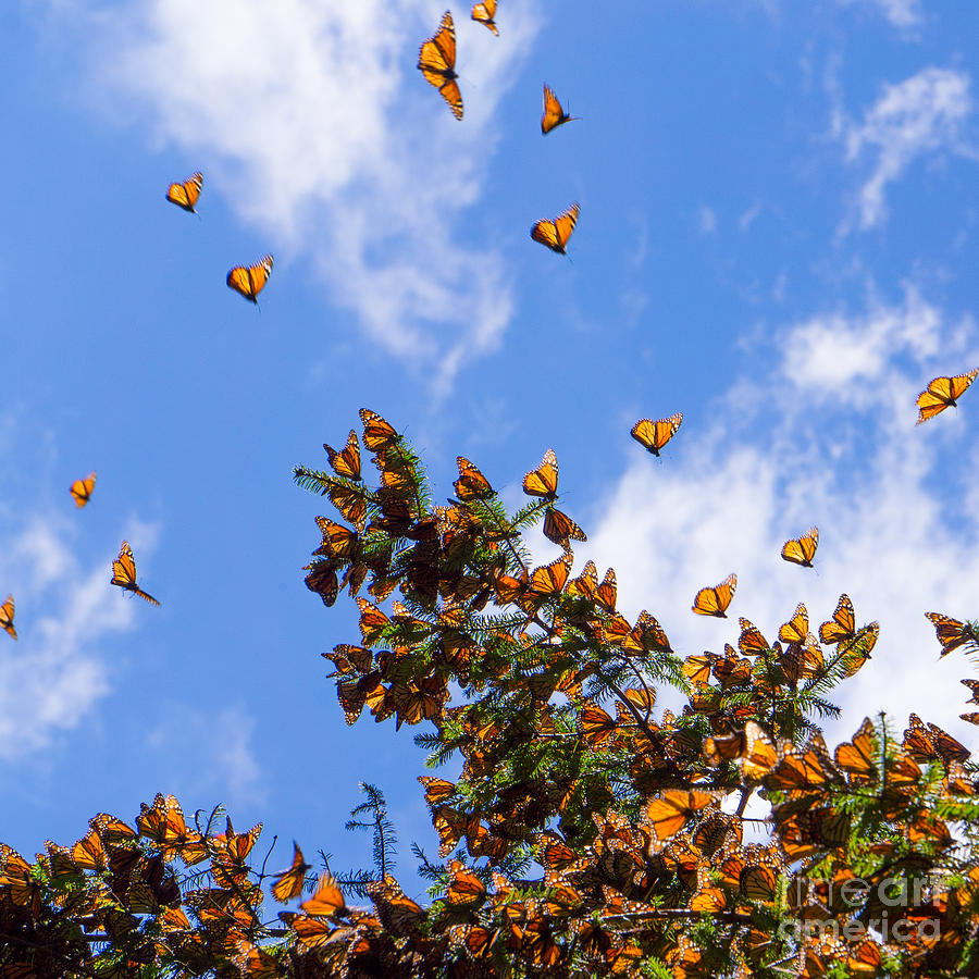 Cluster Photograph - Monarch Butterflies On Tree Branch by Jhvephoto Cluster Photograph - Monarch Butterflies On Tree Branch by Jhvephoto