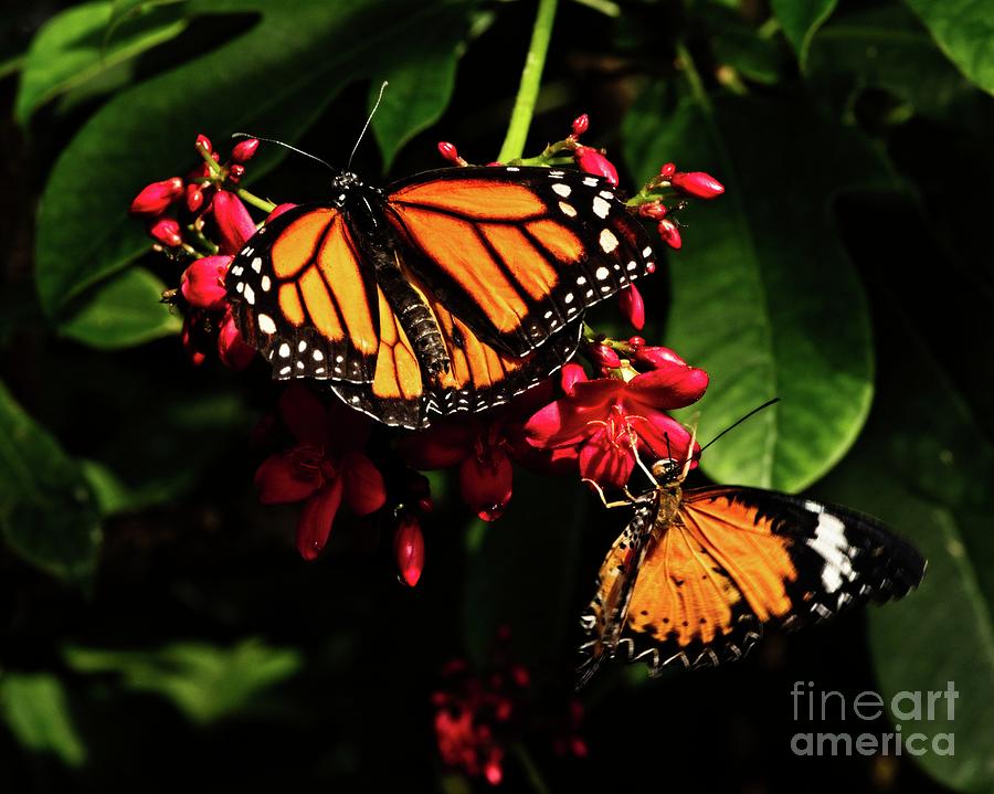 Monarch Butterflies  Photograph by Phillip Rubino