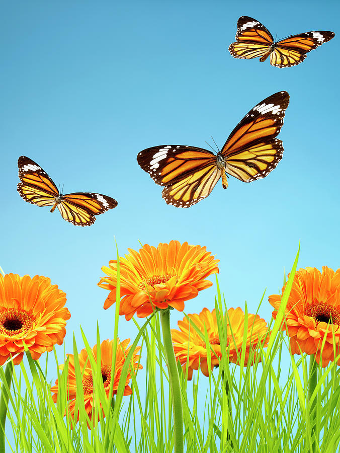 Monarch Butterflies With Grass And Photograph by Chris Stein Monarch Butterflies With Grass And Photograph by Chris Stein