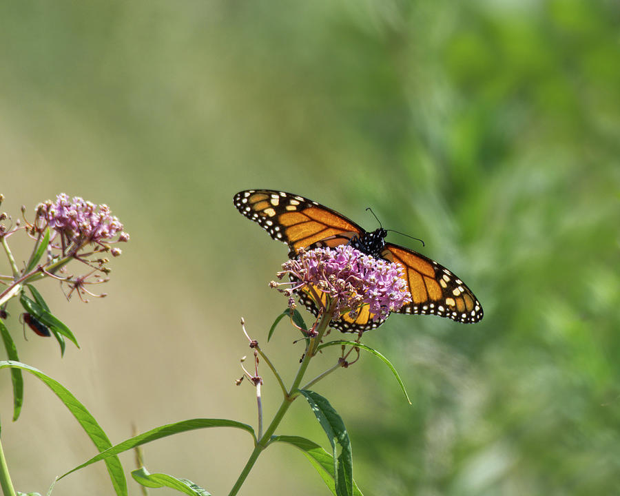 Monarch Butterfly 1 Photograph by Deborah Ritch