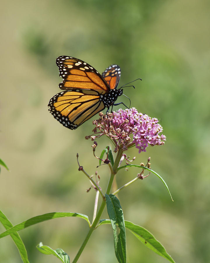 Monarch Butterfly 2 Photograph by Deborah Ritch