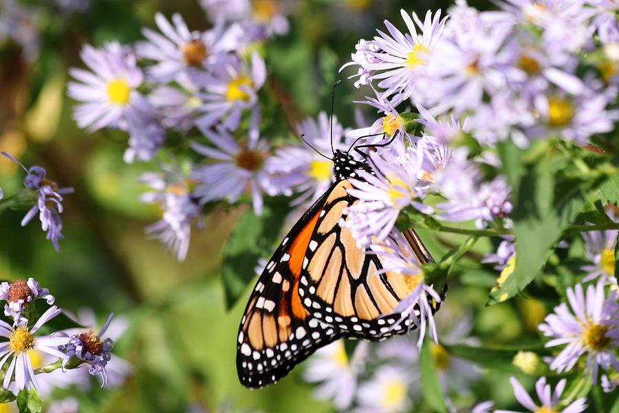 Monarch Butterfly 2018 Photograph by Carol Montoya