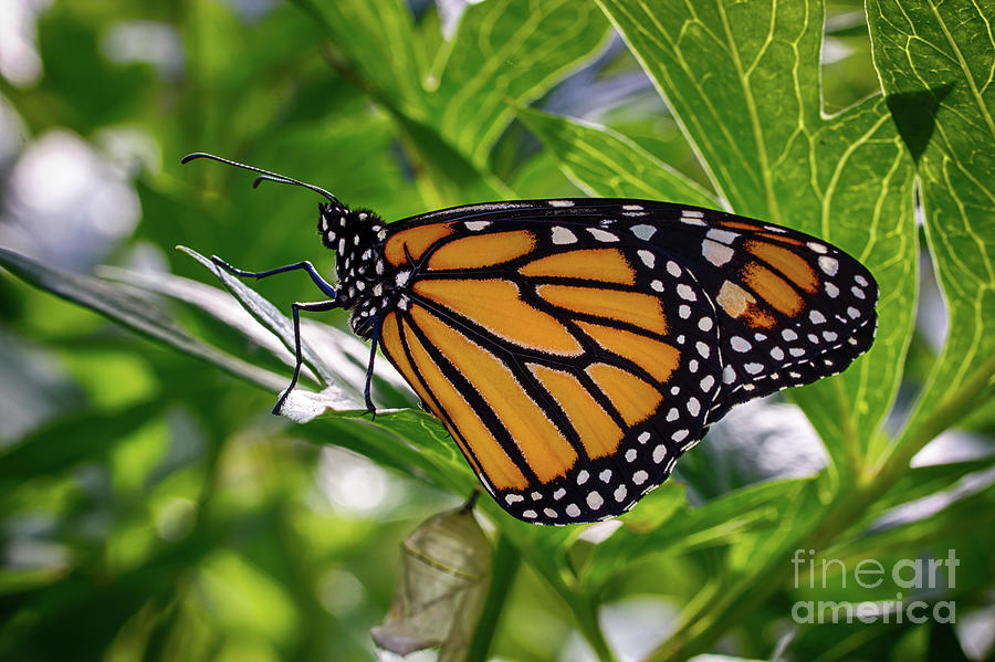 Nature Photograph - Monarch Butterfly 3 by Robert Alsop
