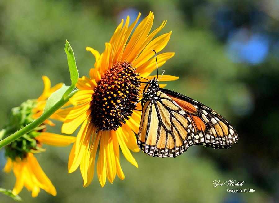 Monarch Butterfly 457 Photograph by Gail Huddle | Fine Art America