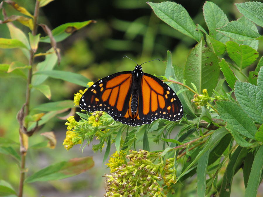 Monarch Butterfly - #9685 Photograph by StormBringer Photography