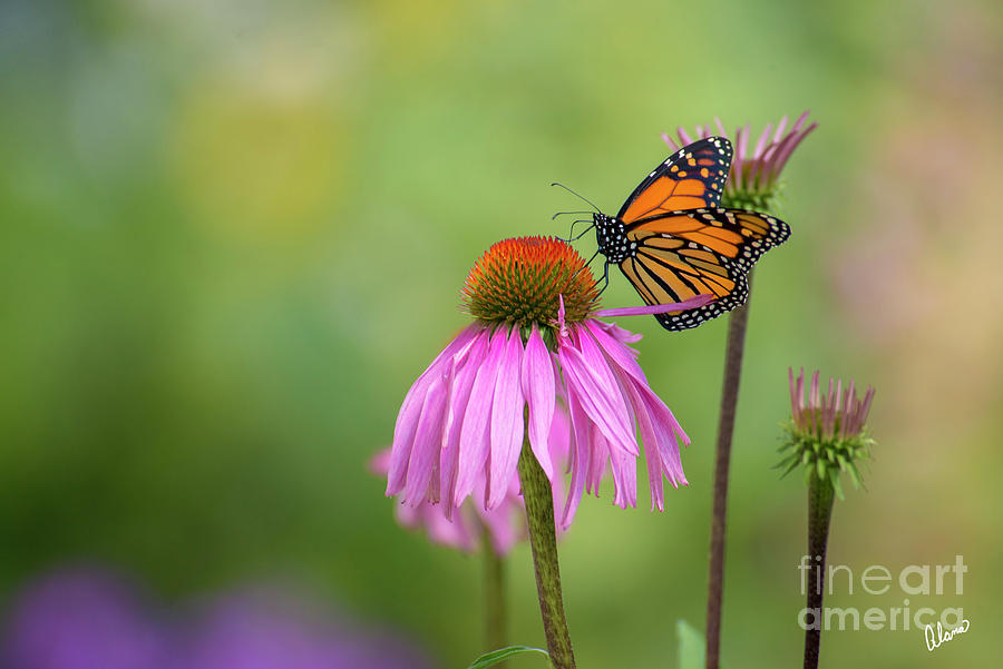 Monarch Butterfly And Coneflower. Photograph