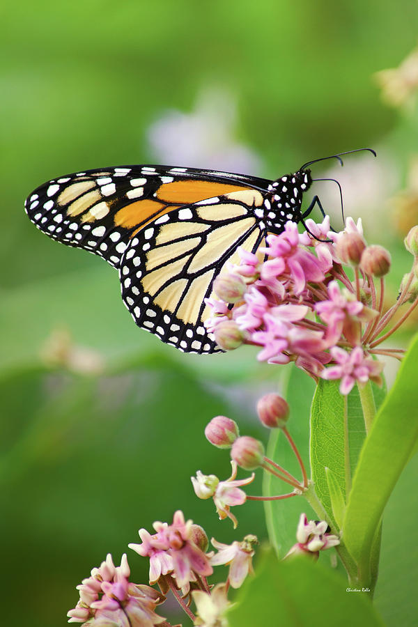 Monarch Butterfly and Milkweed Flowers Photograph by Christina Rollo