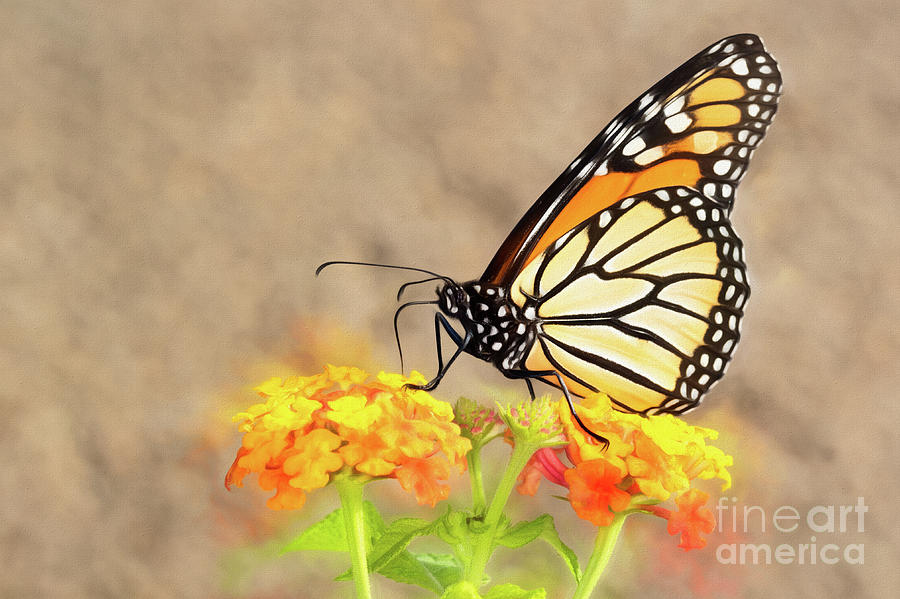 Monarch Butterfly Photograph by Andrea Kappler