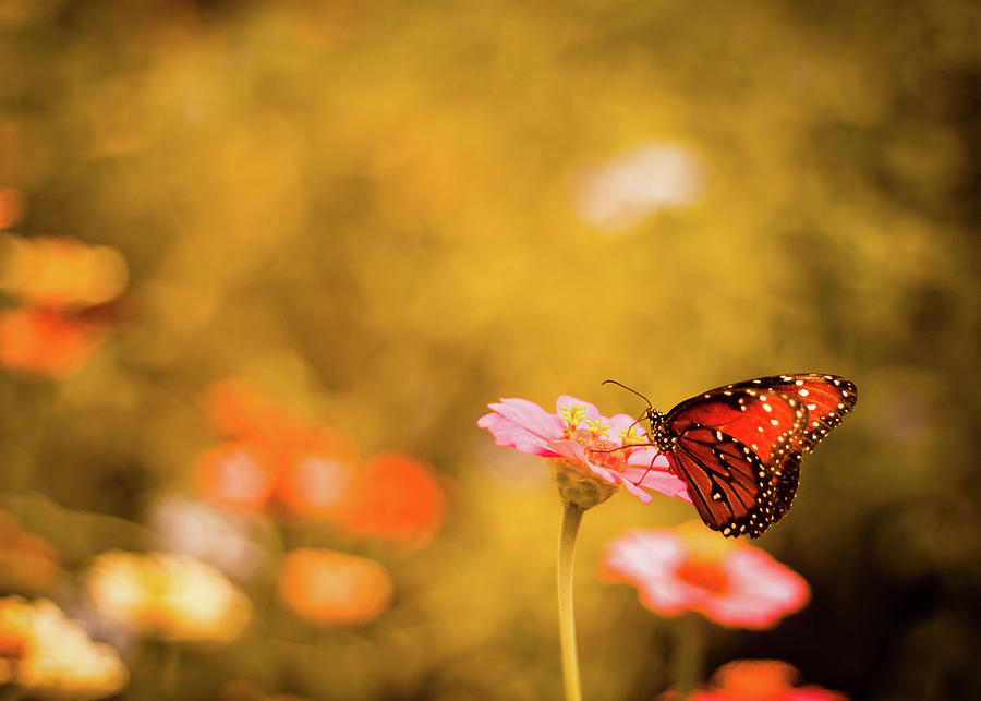 Monarch Butterfly Atop Flower In Garden Photograph by Jp Benante