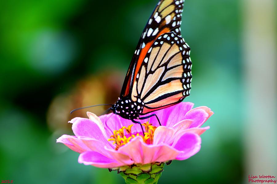 Monarch Butterfly Beauty Photograph by Lisa Wooten