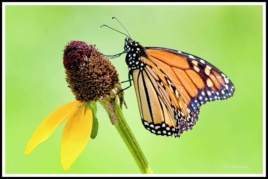 Monarch Butterfly, Blackeyed Susan Wildflower Photograph by A Macarthur Gurmankin