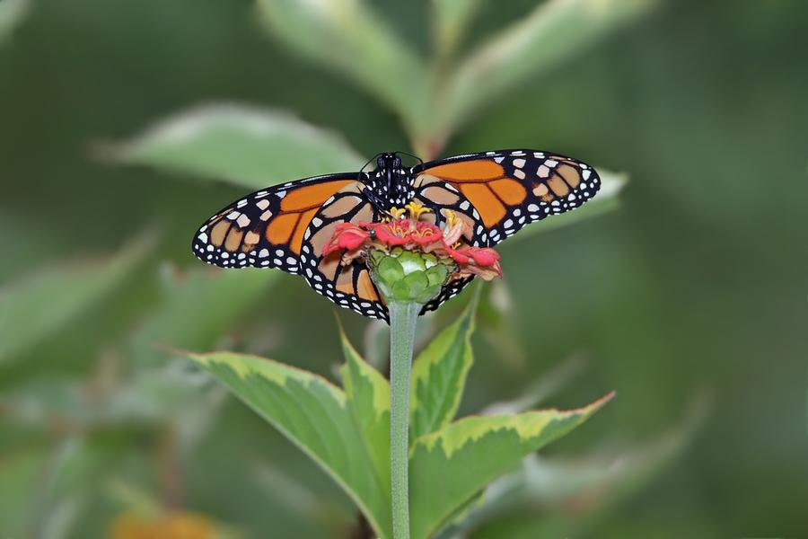 Monarch Butterfly Blue Eyes Photograph