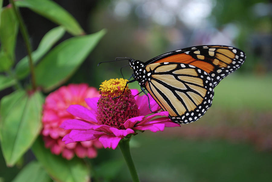 Monarch Butterfly Photograph By Brenda Burns - Fine Art America