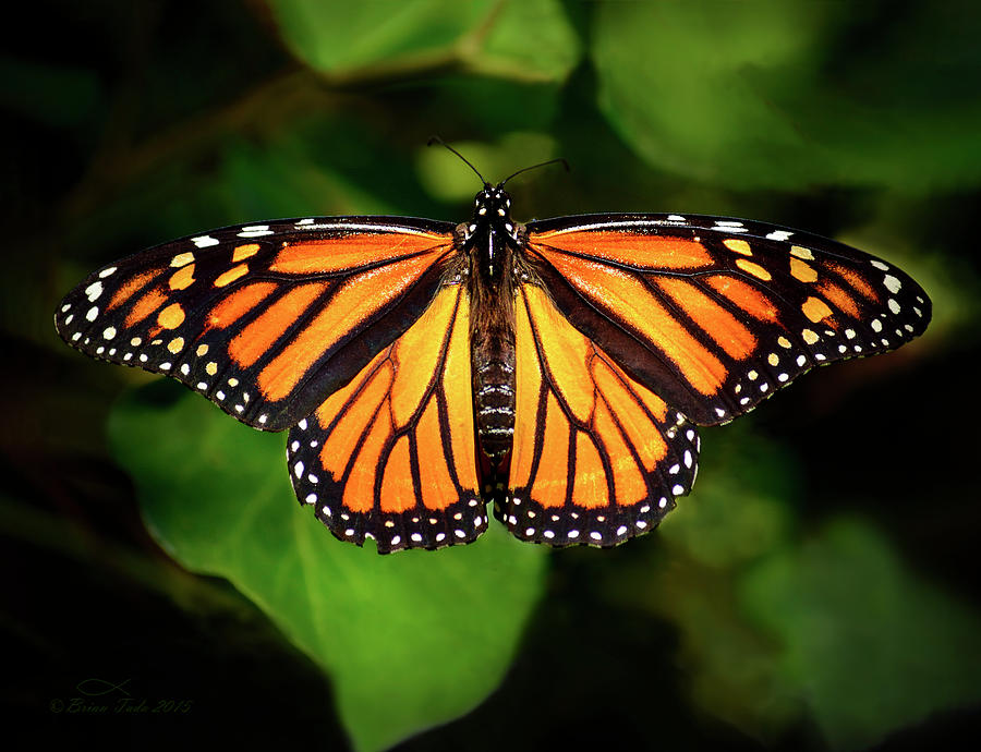 Majestic Monarch Photograph by Brian Tada