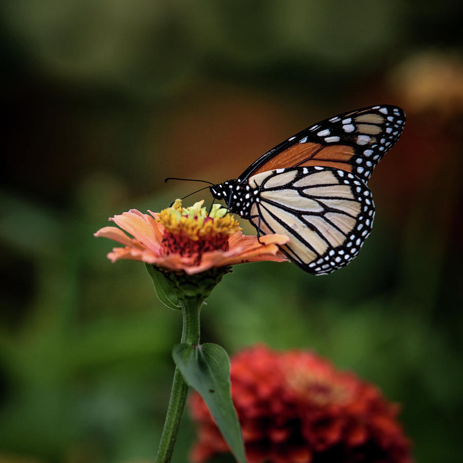 Monarch Butterfly Photograph by Bryan Ince - Fine Art America