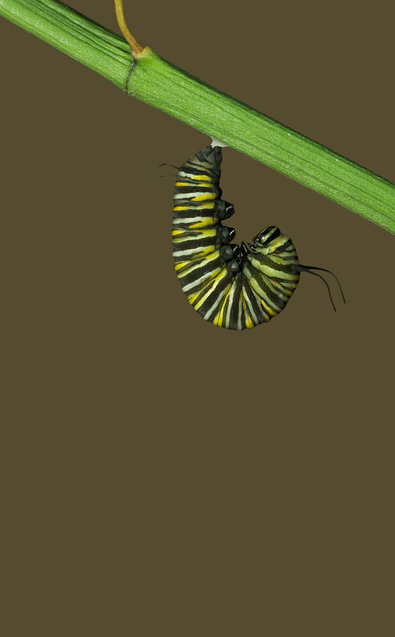 Monarch Butterfly Caterpillar Photograph by James Zipp