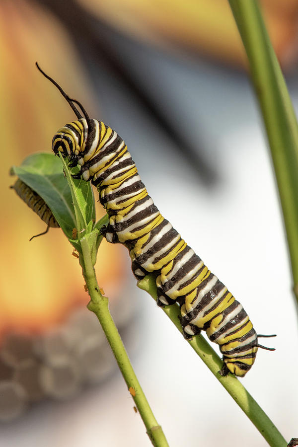 Monarch Butterfly Caterpillar Photograph by Minnie Gallman