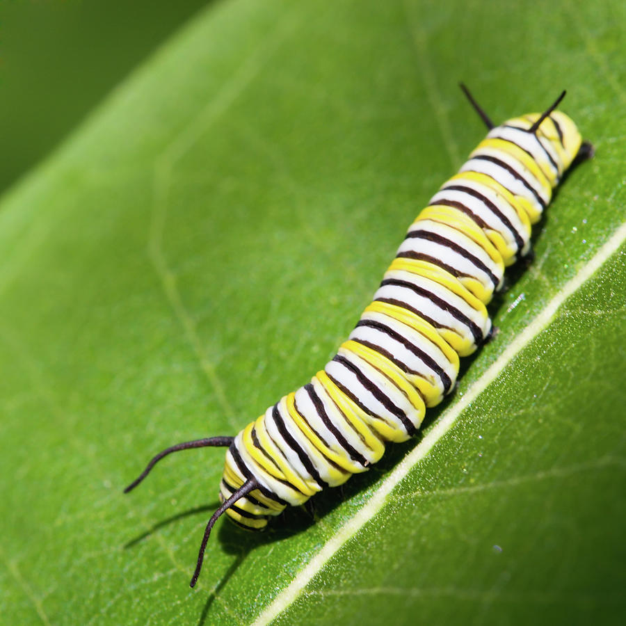 Insects Photograph - Monarch Butterfly Caterpillar by Paul Omernik