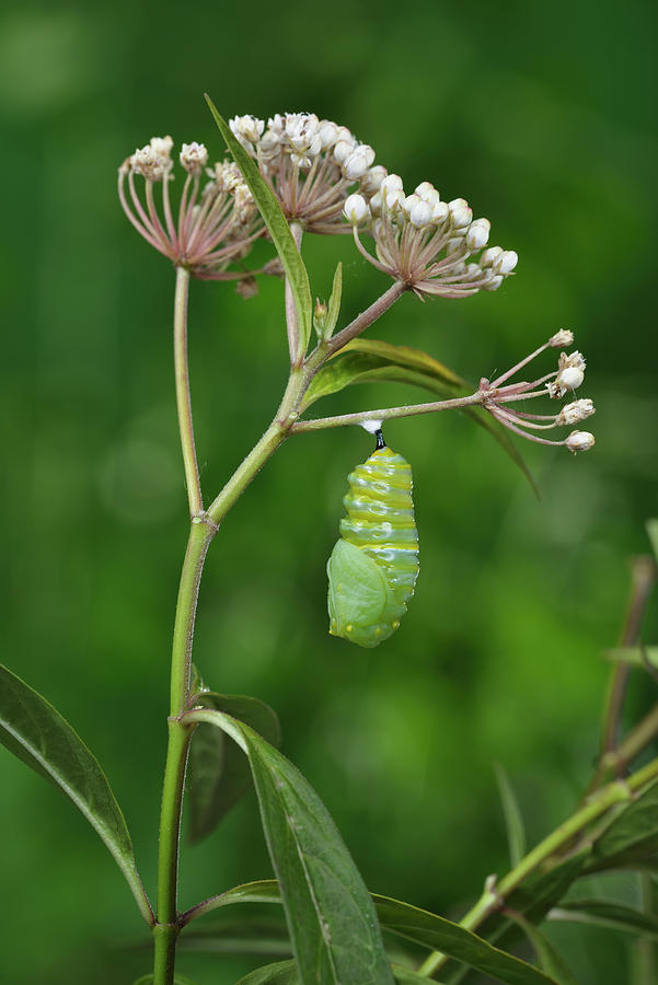 Wildlife Photograph - Monarch Butterfly Caterpillar Pupating On Aquatic Milkweed by Rolf Nussbaumer / Naturepl.com