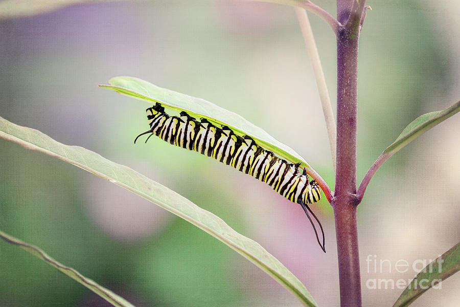 Monarch Butterfly Caterpillar Photograph by Sharon McConnell