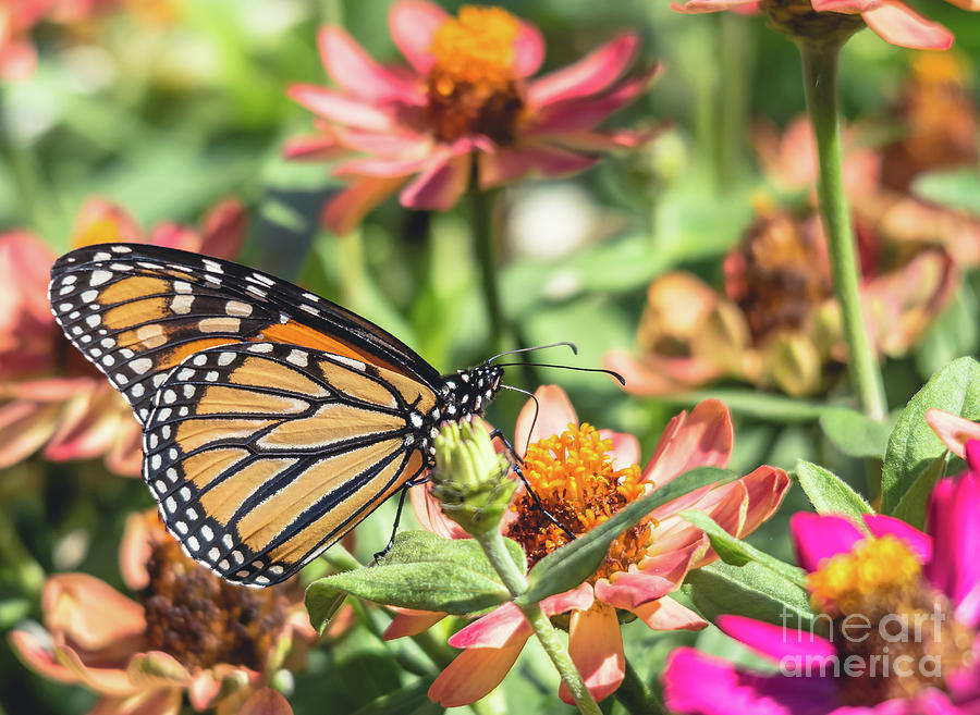 Monarch Butterfly Photograph by Cheryl Baxter