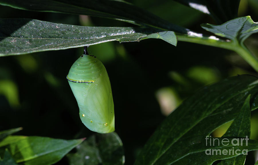 Monarch Butterfly Chrysalis 2 Photograph by Robert Alsop - Fine Art America