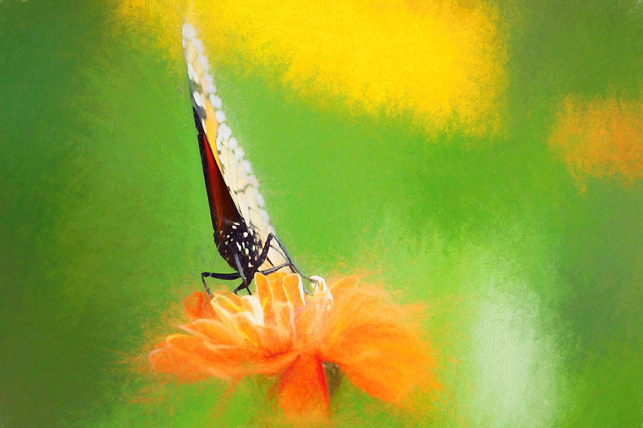 Monarch Butterfly Closed Wings Digital Art by Don Northup