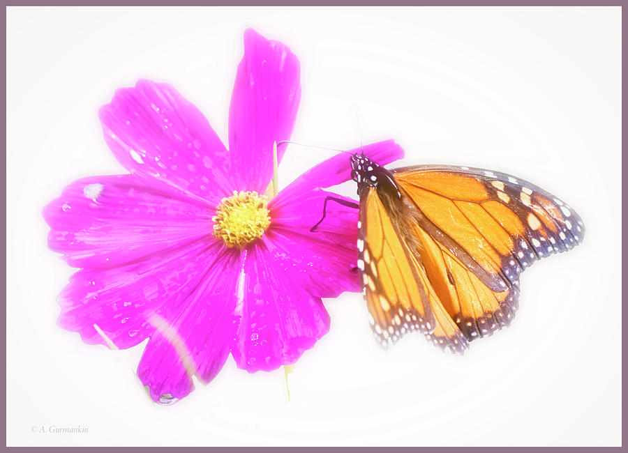Monarch Butterfly, Cosmos Flower, Digital Art Digital Art by A Macarthur Gurmankin