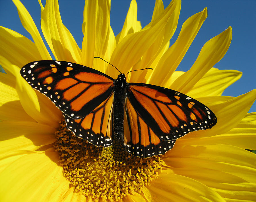 Monarch Butterfly Photograph by Damon Bay