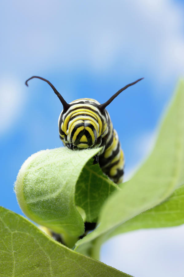 Monarch Butterfly Danaus Plexippus Photograph by Don Farrall